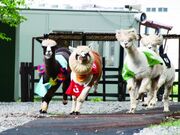 �����x�A���p�J�q��̎ʐ^2