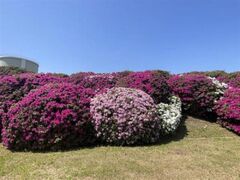 �󍁎R�Γ��̂��̎ʐ^1