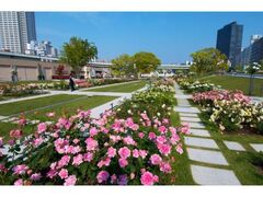 ���V�������@�o�����̎ʐ^1