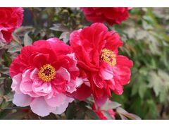 ���������{�뉀�@���O�i�{�^���j�W�̎ʐ^1