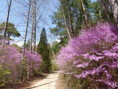 �A�����̐V�΁E���E���Ⴍ�Ȃ��U��̎ʐ^1