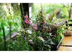 �Z�b���R�A�����@���Ă̍��R�A���W�̎ʐ^1