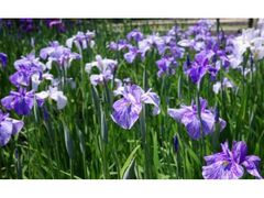 �{�����{�����@�Ԃ��傤�Ԃ��������Ϗ܉�̎ʐ^1