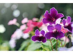 �J��50���N�L�O�@�X�g���v�g�J�[�p�X�W�̎ʐ^1