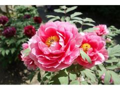 ��ˎs�����J���O���J���̎ʐ^1