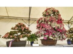 �����s�Ԃ��~�͓W�̎ʐ^1