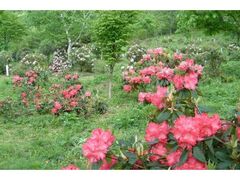 �S���Γ�Ԍ����̂��Ⴍ�Ȃ��̎ʐ^1