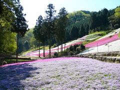 ���}�T���g�u�ō��̏����v�̎ʐ^1