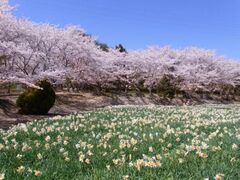 �������̑��͂�܂̍��ƃX�C�Z���̎ʐ^1