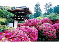 ���x���̂��̎ʐ^1