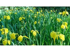 �s�ގ��̃L�V���E�u�̎ʐ^1