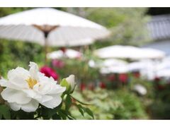 �c���̗��ڂ���Ղ�̎ʐ^1