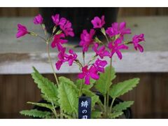 ���{�����炻���W�̎ʐ^1