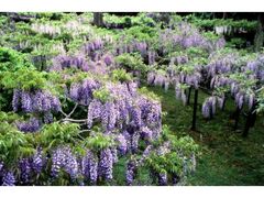 �t����Ё@���̉Ԃ̎ʐ^1