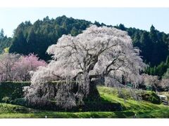 �����q���̎ʐ^1