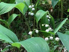 �f�R�X�Y�����Q���@�X�Y�����̊J�Ԃ̎ʐ^1