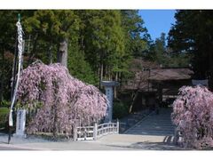 ���������̍��̎ʐ^1