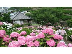 �m�����̃A�W�T�C�̎ʐ^1