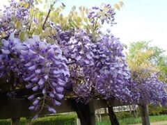 �����ΉH���ՊC�����@����ߒr�����̃t�W�̎ʐ^1