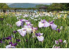 �����ΉH���ՊC�����@����ߒr�����̃n�i�V���E�u�̎ʐ^1