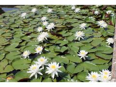 �����ΉH���ՊC�����@����ߒr�����̃X�C�����̎ʐ^1