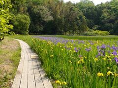 �q�J�̃J�L�c�o�^�Q���̎ʐ^1