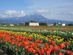 ���g�Ñ��̃`���[���b�v���̎ʐ^1