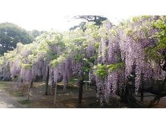 �Z�_���̓��̎ʐ^1