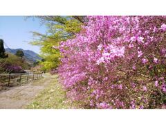 ��R�����̃c�c�W�̎ʐ^1