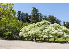 ���]��R�����̃q�g�c�o�^�S�̎ʐ^1