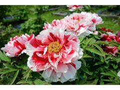 �Ԗ��ό��ڂ��񉀁@�ڂ���̊J�Ԃ̎ʐ^1