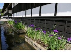 �Øa��a���ʂ�̃n�i�V���E�u�̎ʐ^1