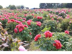 �卪���̉��O�̎ʐ^1