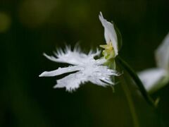 �Ԗ����n���A���Q���̎ʐ^1