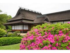 ���R��y���̃c�c�W�ƃT�c�L�A�n�i�V���E�u�̎ʐ^1