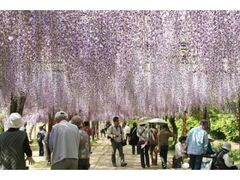 �����C�̗��@���܂�̎ʐ^1