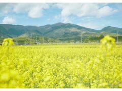 �ދ`���̍؂̉Ԃ̎ʐ^1