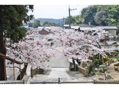 �R���R�̍��̎ʐ^1