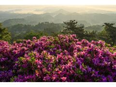 �퍂�R�����̃c�c�W�̎ʐ^1