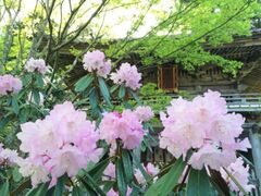 �Ԃ̎R���@�t�̉Ԃ܂�̎ʐ^1