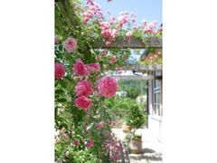 �F�R�p���뉀�̃o���̎ʐ^1