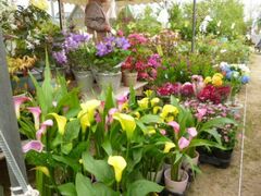 ����s�s���{�s20���N�@2026�N����s�����A�؂܂�̎ʐ^1