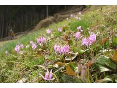 ��n��̃J�^�N���̎ʐ^1