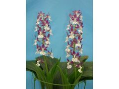 �G�r�l�W�̎ʐ^1