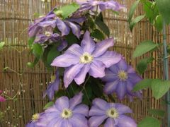 �N���}�`�X�W�̎ʐ^1