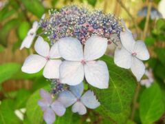 �L���s�A�������@�A�W�T�C�W�̎ʐ^1