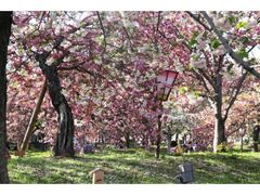 �Ԃ̂܂��݂��`���d���C���L���`�̎ʐ^1