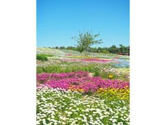 �Ԃ̉w����u�_�̏�̉Ԕ��E�l���t�B���u�����R�ƃt�����[�A�[�g�v�E�u���Ă̂��܂�v�E�u�H�̉Ԃ܂�v�̎ʐ^1