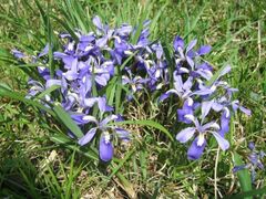 ���c���̃G�q���A������ʌ��J�̎ʐ^1