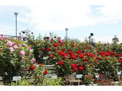 �Β������̂΂�̎ʐ^1